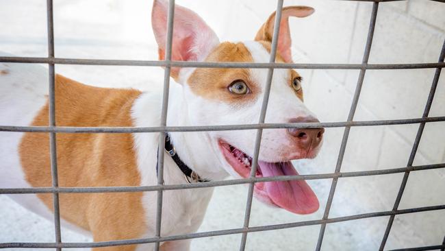 'Gerkin' the three-month-old American Staffy X ready for adoption at AWLQ Warra Animal Rehoming Centre in Bracken Ridge, Sunday, March 5, 2023 - Picture: Richard Walker