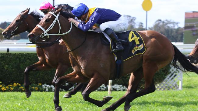 Roots looks hard to beat again despite her big weight. Picture: Grant Guy