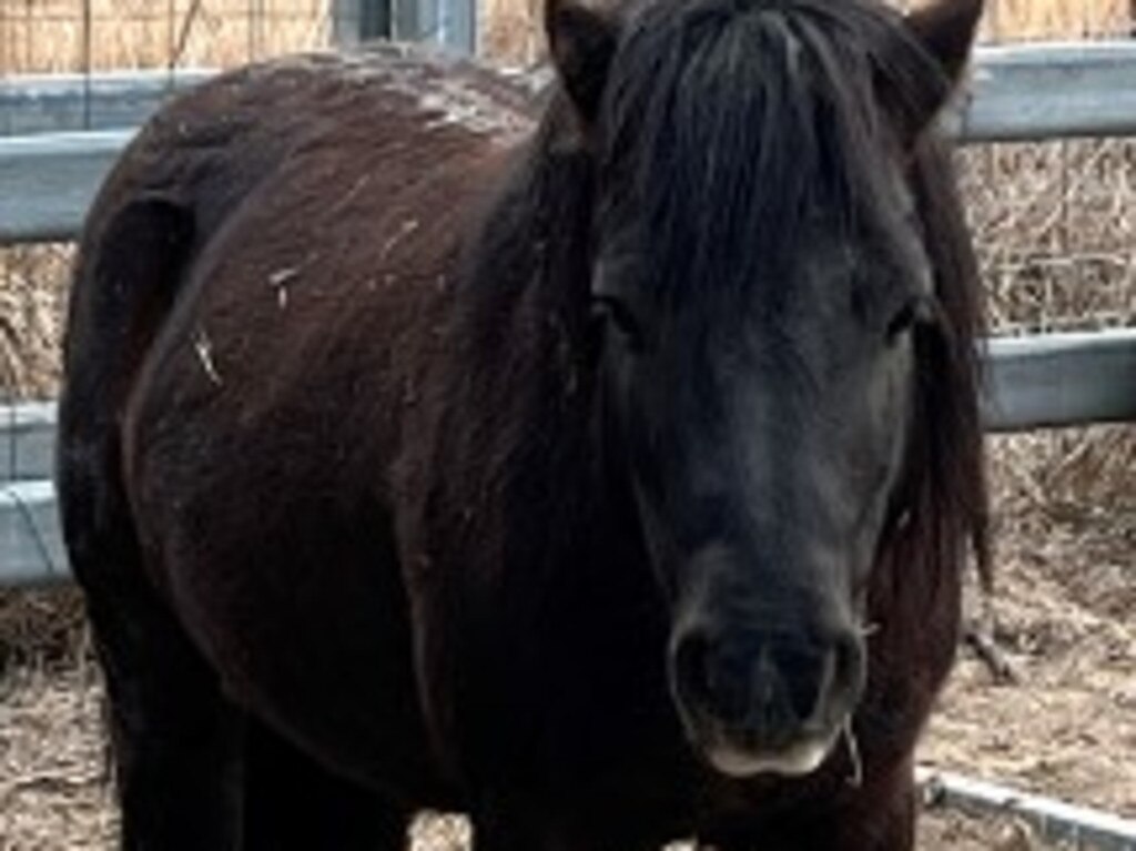 An adorable shetland pony found wandering lost at Sugarloaf needs a new caring home (Photo: SDRC)