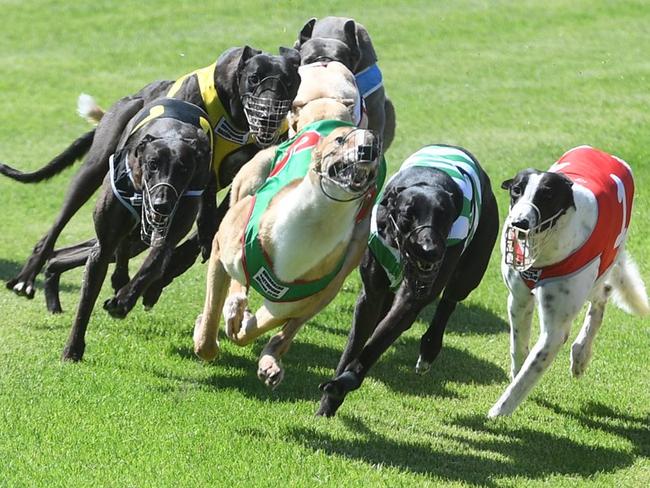 CHASE IS ON: Dogs hit the bend in Uncle Rustys Photos race at Bundaberg Greyhound track.