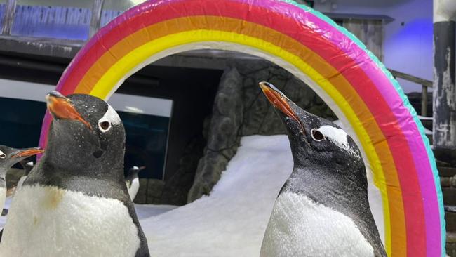 Gay penguin couple Sphen and Magic will teach children about same sex relationships. Picture: Facebook / Sea Life Sydney Aquarium