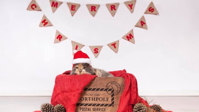 Puss from Mill Park - special delivery. Picture: Chelsea from Wet Nose Studio