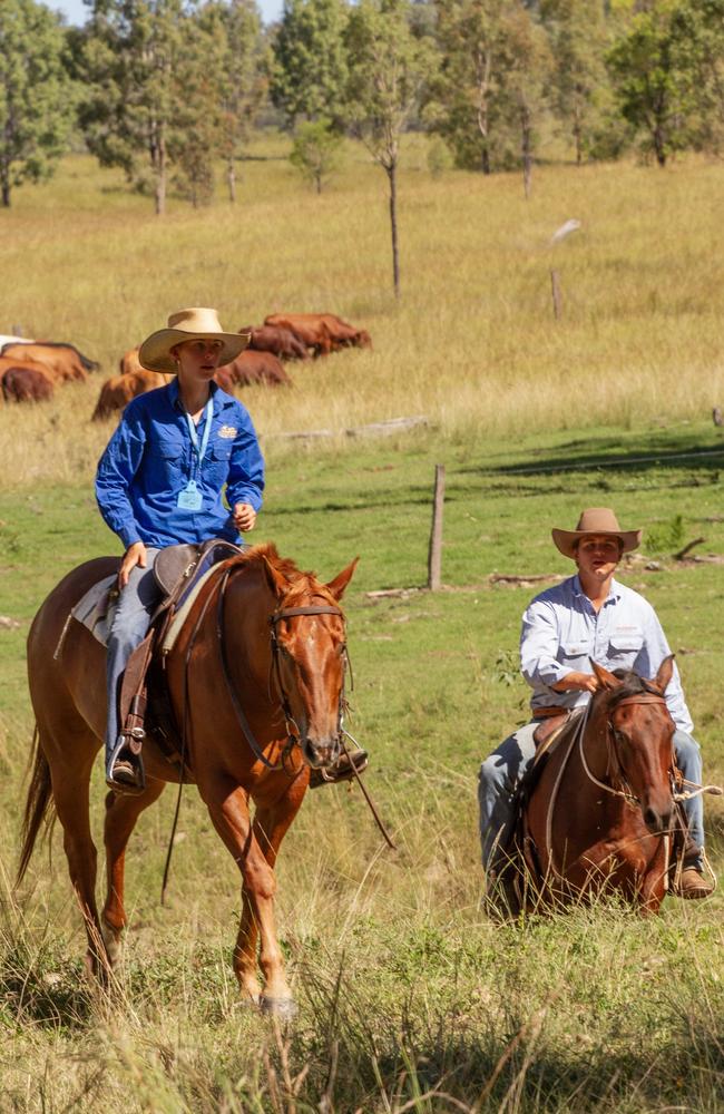 Several teenagers and children joined the mob, helping to guide some of those with less cattle experience.