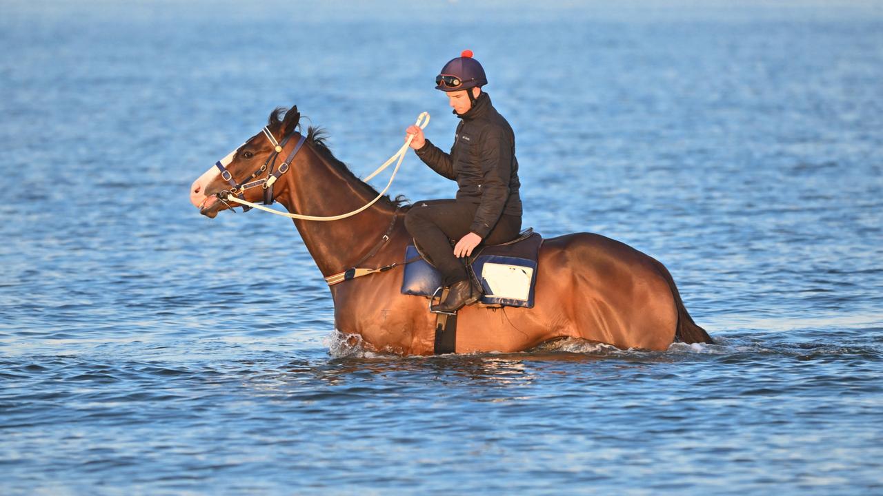 Co-trainer Michael Kent Jr took Cox Plate runner I’m Thunderstruck to Carrum Beach to wade in the salt water on Wednesday. Picture: Vince Caligiuri-Getty Images