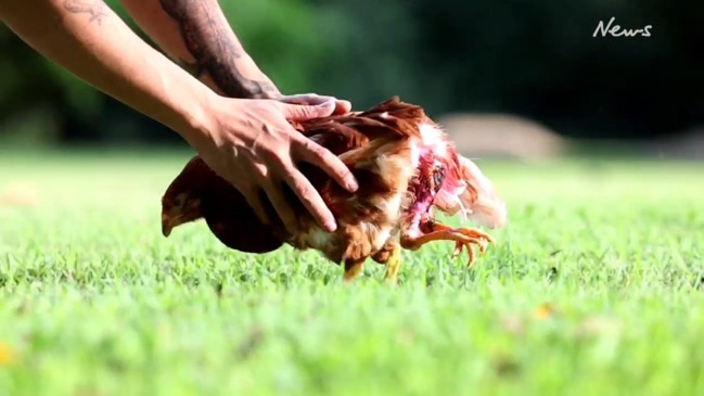 April, the four-legged chicken