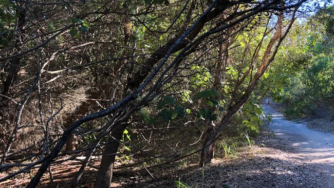 The walk is lovely with the morning light. Picture: Amanda Robbemond