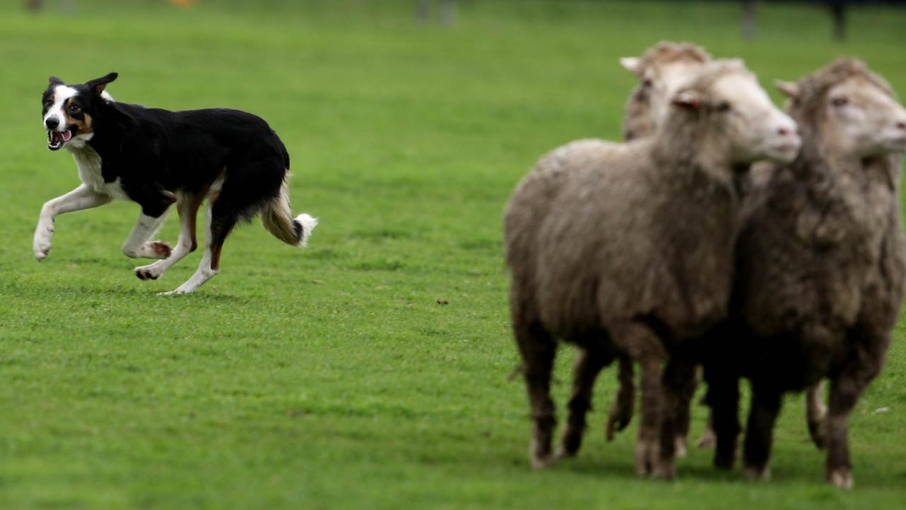 Working dog Rain rounds up sheep at a competition in South Australia. Picture: Kelly Barnes