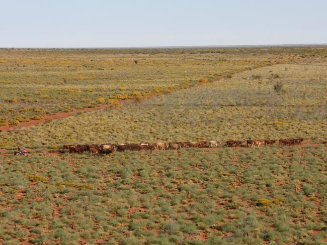 The Kimberley Cattle Portfolio was expected to sell for $250m