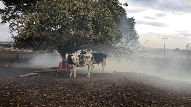 Cows in a burnt out paddock in the Camperdown area.
