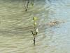 Spot the croc: Drone footage captures crocodile near popular boat ramp