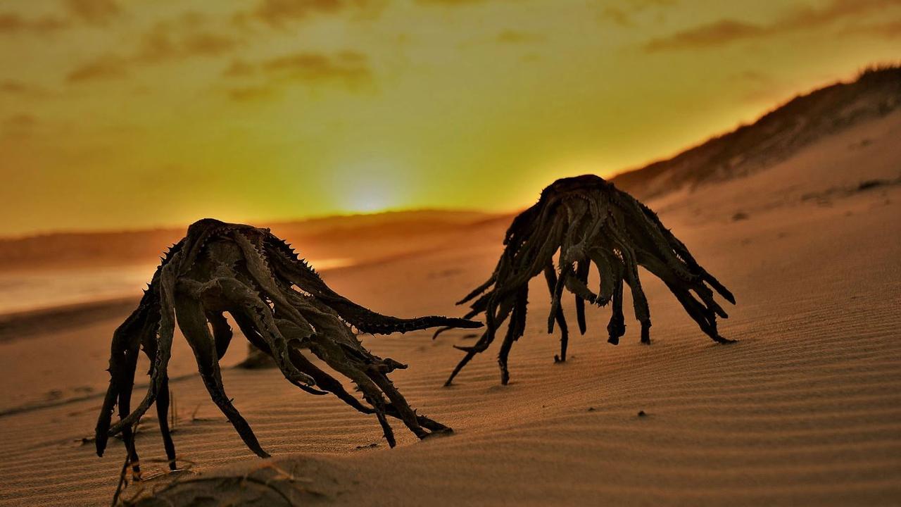 “Aloe vera aliens” on Still Bay Beach in South Africa. Picture: Kennedy News and Media