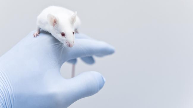 Mice are crucial to scientific research, but Dr Jackson Ryan says their deaths are rarely talked about and should be reflected upon.