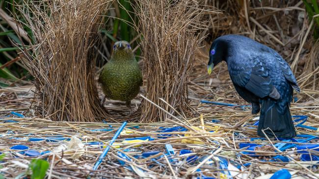 Satin Bowerbirds by Keith Horton