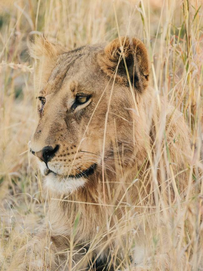 A juvenile male lion lies in wait in the grass.