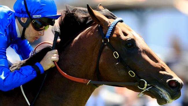 Hauraki will be out to enhance his Doomben Cup hopes in the Hollindale Stakes. Picture: Mark Evans