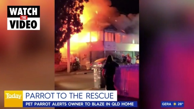 Parrot rescues sleeping Brisbane resident from house fire (The Today Show)