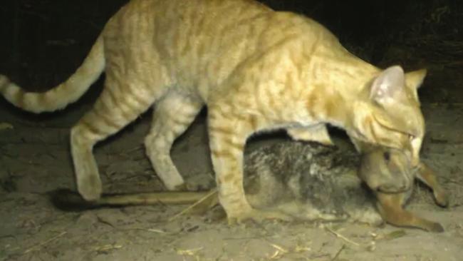 A feral cat with its night-time kill. Picture: Contributed