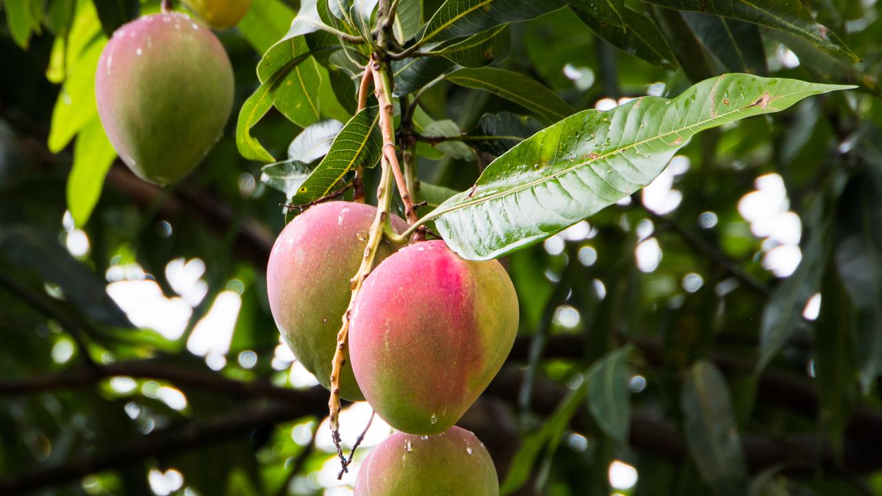 Last year, the NT produced 51 per cent of Australia’s mangoes, but the Twig Tip Dieback disease is threatening fruit yields.