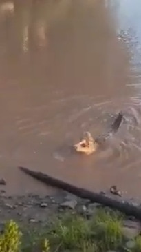 Crocodile caught eating shark in Queensland