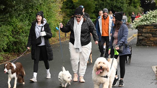 Million Paws Walk at Adelaide Botanic Gardens. Picture: Brenton Edwards