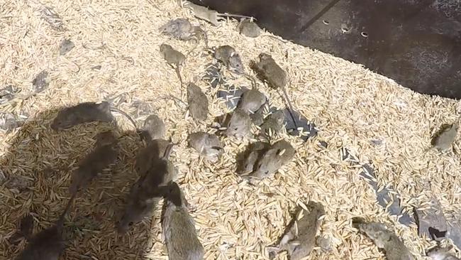 Rural communities in regional NSW have been battling a plague of mice that are destroying their livelihoods, including parts of the Northern Rivers.: David Swift