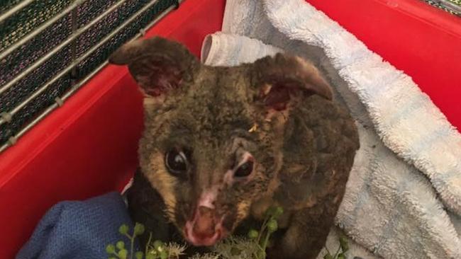 Badly-burnt Possy the Possum is currently in the care of a WIRES volunteer after being rescued from the encroaching Gospers Mountain bushfire during high temperatures on December 21. Picture: Orchard Hills RFS Facebook page