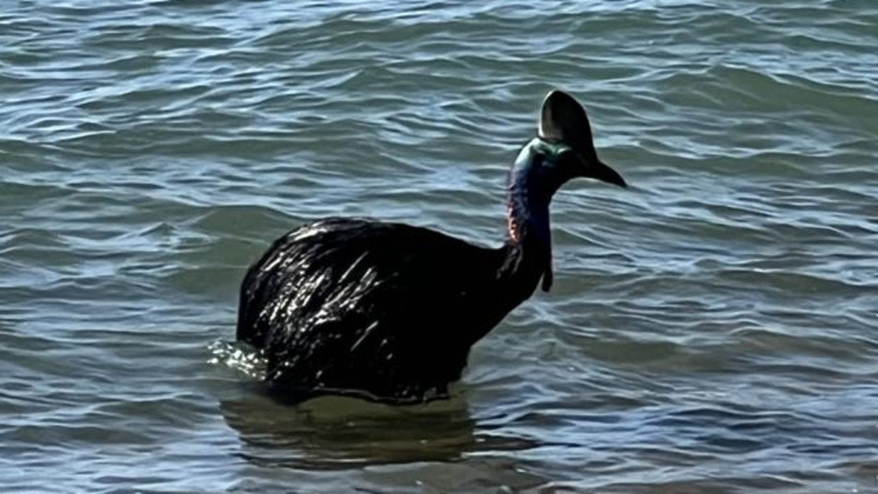 A cassowary was spotted swimming to the shore at a Queensland beach.