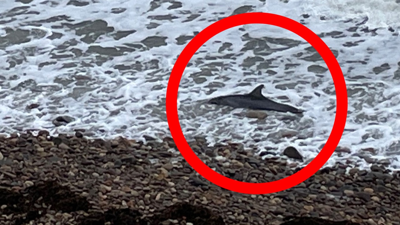 Researchers: Dolphins found dead were stranded during Sally