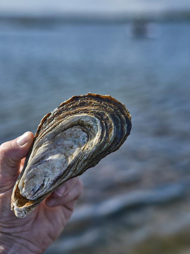 Devour oysters while standing knee-deep in Great Oyster Bay.