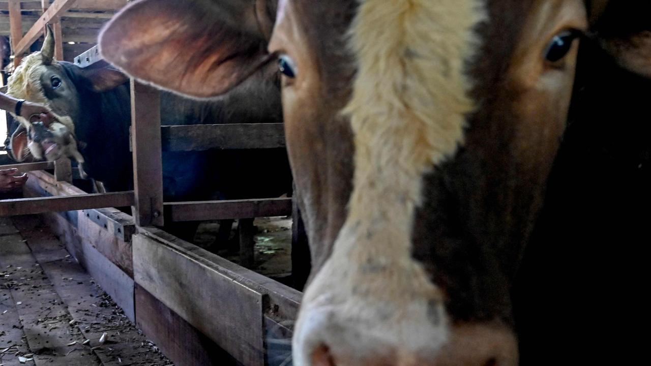 An outbreak of foot and mouth disease in Bali has Australia on edge. Picture: Chaideer Mahyuddin / AFP