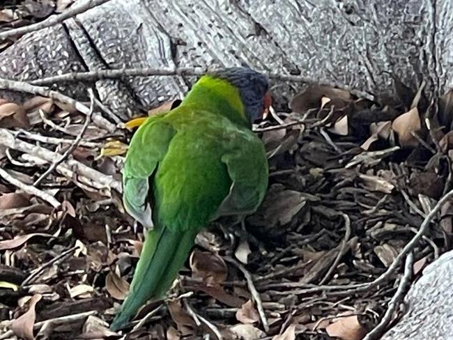 Sick Rainbow lorikeet found under a tree