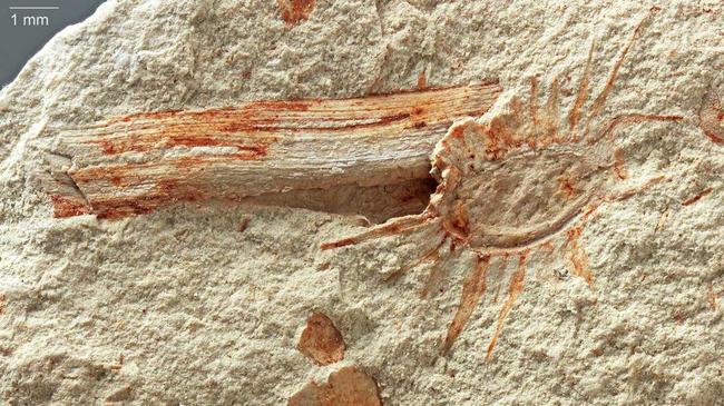 FASCINATING FIND: Queensland Museum's Dr Andrew Rozefelds (inset) was part of the team that discovered the new horsetail fossil south of Gladstone. Picture: Qld Mus