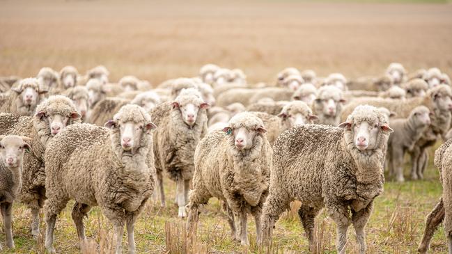 Sheep are getting bigger, and it is pushing up the number of serious injuries in the industry.