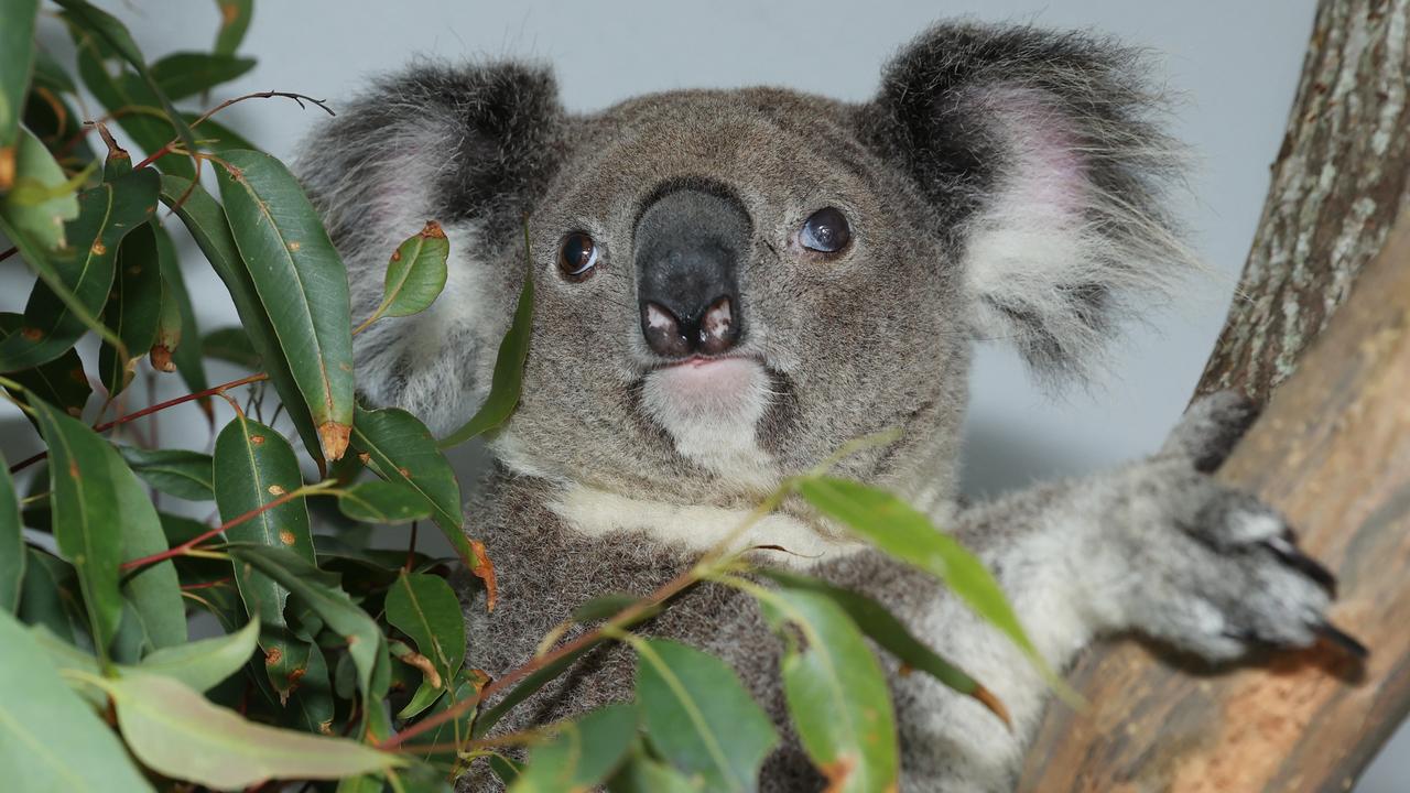 Koalas like this one at Endeavour Veterinary Ecology will be fitted with ear tags powered by solar panels. The tags will make it easier for rescuers to locate and remove them if a bushfire approaches. Picture: Lachie Millard