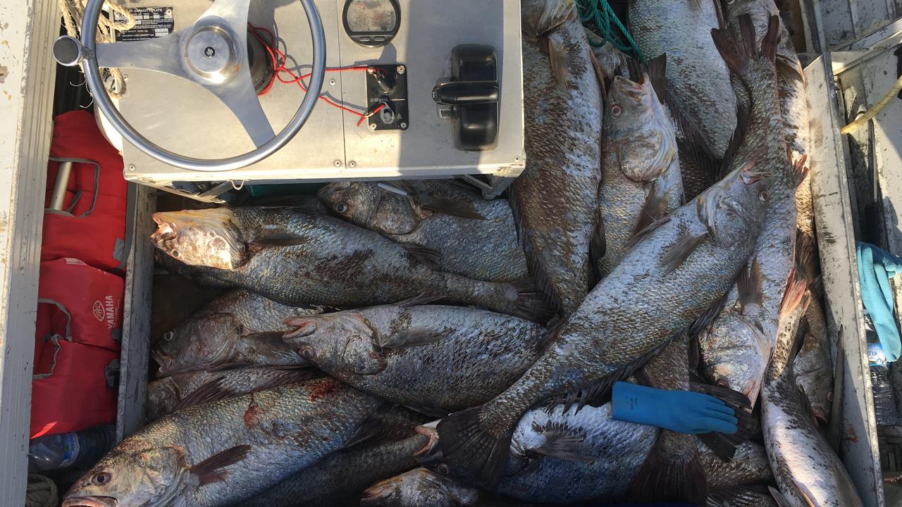 Limit forcing fishermen to dump black jewfish | The Courier Mail