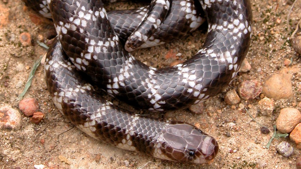 Barry Gentleman Kollega Kids News: Scientists in Queensland find a new species of endangered  bandy-bandy snake at Weipa | KidsNews