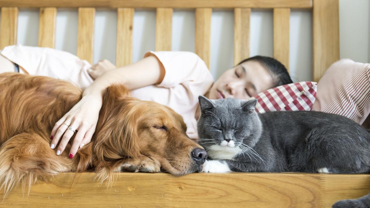 Cats vs dogs: Guide reveals which is the better pet for you | Daily
