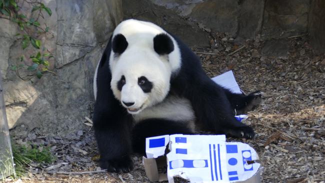 Wang Wang and Fu Ni are favourites at Adelaide Zoo. Picture: Zoos SA