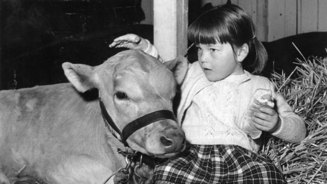 Royal Adelaide Show 1970. Taryn Garnaut, 4, at Greenacres, made friends with this three-weeks-old Murray Grey calf at the Show and decided to spend her lunch hour with her new friend. The calf is owned by Allengrove Pty. Ltd., of Freeling.
