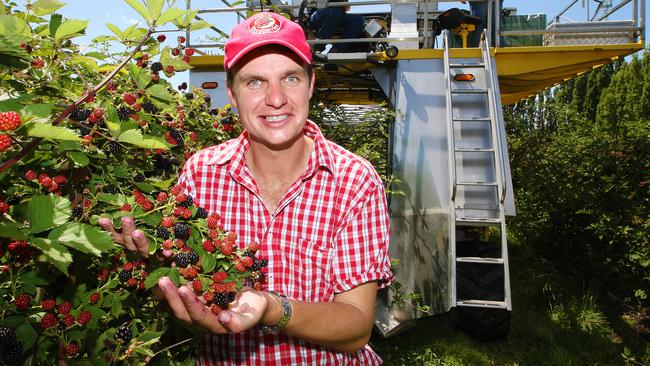 Coca Cola Amatil is launching a new formula for Blackcurrant Ultra-C. Pictured at the Westerway raspberry farm is farmer and owner, Richard Clark of Westerway.