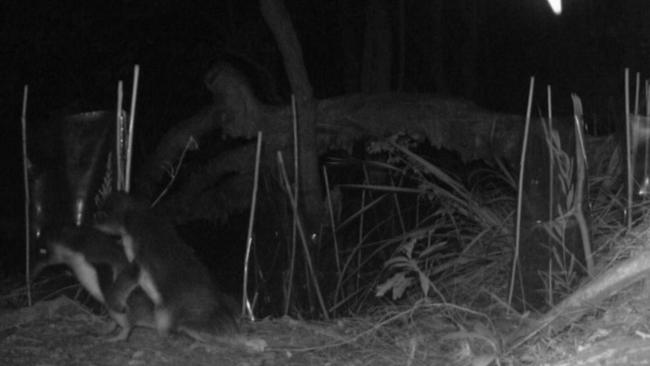 Rude! Penguins at north head 2017