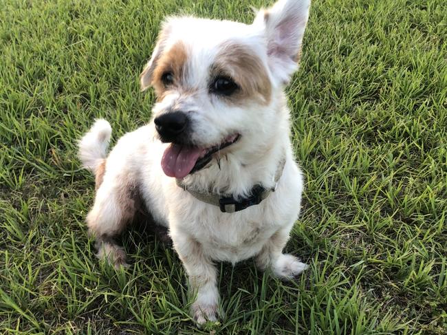 Apache was a beloeved jack russell-pomeranian recovering from cancer.