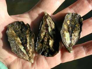 SURVIVORS: About one-third of the oysters selectively bred by the DPI to resist QX disease have survived some the worst that the Richmond River can throw at them in this test project. Growth rate is no problem; these have almost doubled in size since September. Picture: Contributed