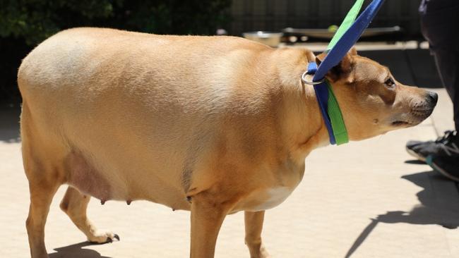 She weighed 53kg. Picture: RSPCA