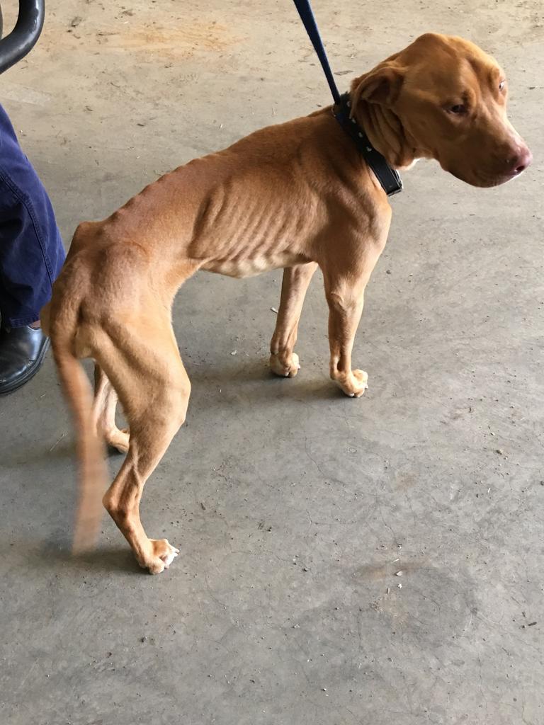 Clifford before being rescued. Picture: RSPCA