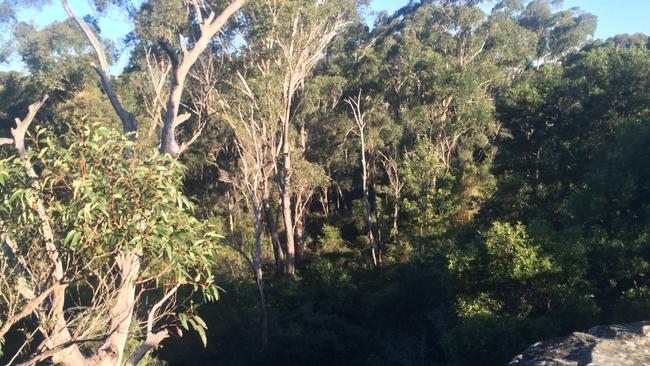 The protected bushland off Rosebery Rd, Kellyville.