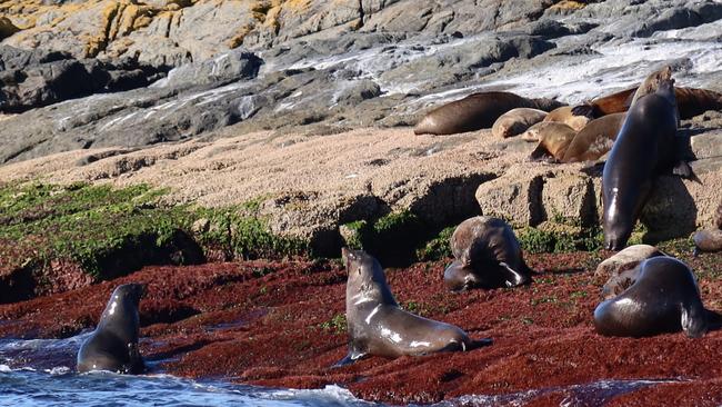 Seals at Montague Island off the NSW south coast. Seals and sea lions have been decimated by the H5N1 bird flu strain tipped to arrive in Australia ‘any day’.