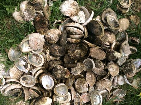 A pile of illegally harvested abalone at Disaster Bay south of Eden.