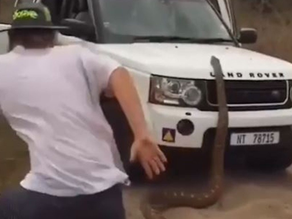 The 5m-long python tried to chase down the group of tourists.