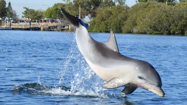 Dolphin Squeak with fishing line tangled around his mouth. Picture: Jenni Wyrsta